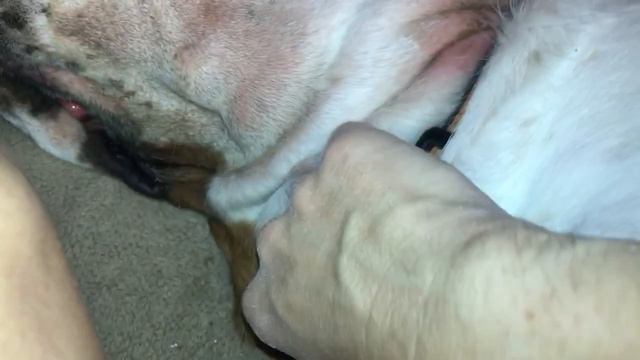 How To Powder A Hound