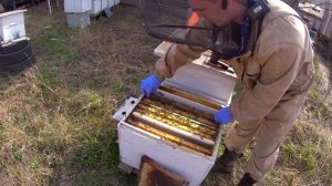 Обработка молочной кислотой Полевые испытания и как пчёлы реагируют на неё.