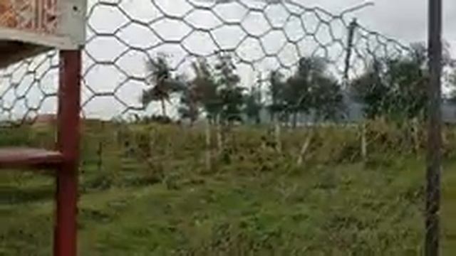 ВИНОГРАД С ВИНОГРАДНИКОВ АНАПЫ | Цена местных фруктов смотреть онлайн