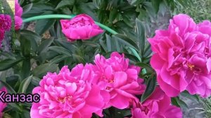 Пион Канзас. Peony Kansas. Цветение 2022#пионы #цветениепионов#цветоводство