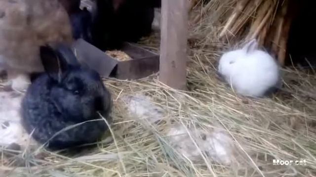 Малыши Кролики смотреть онлайн