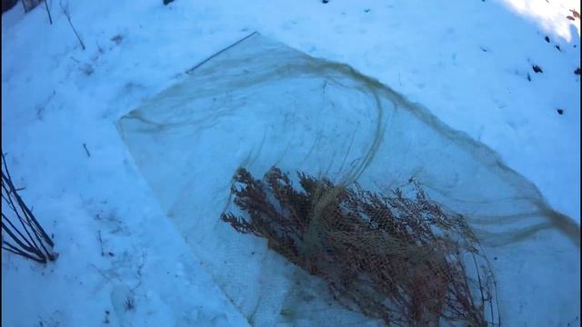 Ловля певчих птиц! Ловля птиц на тайник! Catching Songbirds!