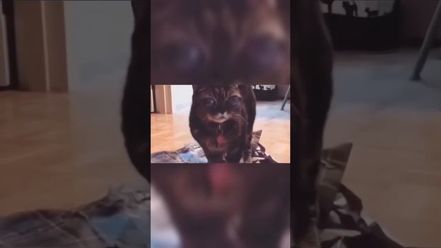 Глаза Этой Кошки не Перестают Расти!? #shorts #кошка #глаза смотреть онлайн