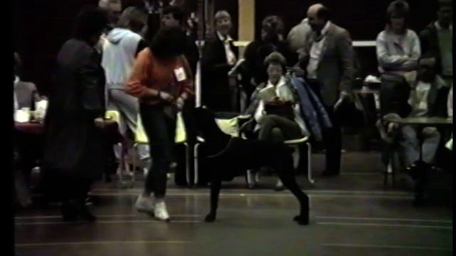 Scottish Dobermann Club 1987 Open Show смотреть онлайн