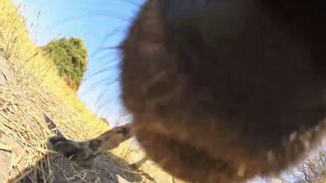 Гиеновидная собака и робот -шпион смотреть онлайн