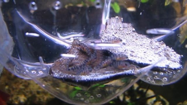 Мальки Псевдотрофеус Демасони (Pseudotropheus Demasoni) смотреть онлайн