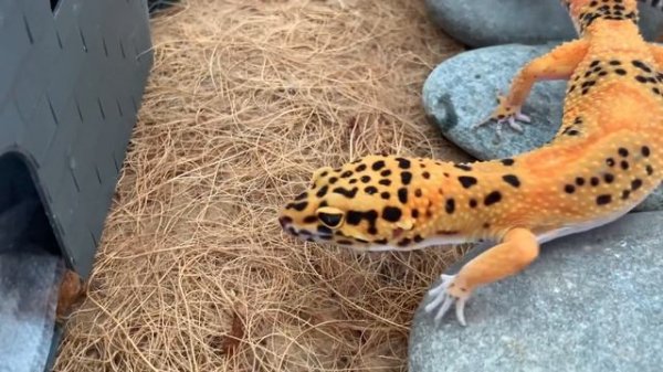 Эублефар-подробное содержание￼?террариум ,кормление, уборка?