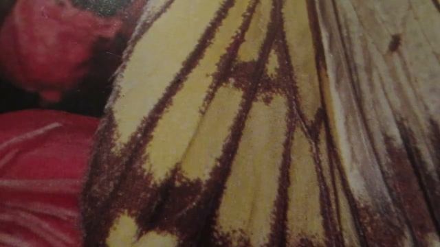 Реставрация и уход за меховыми изделиями.Restoration and maintenance of fur. смотреть онлайн