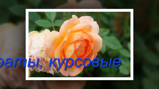 Курсовые, рефераты пишем по растениеводству. смотреть онлайн