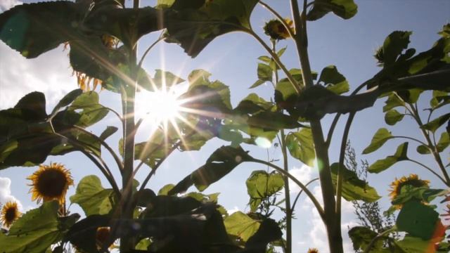 ПОДСОЛНУХИ смотреть онлайн