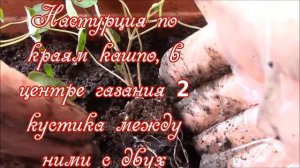 Кашпо.  Как посадить рассаду цветов в кашпо.