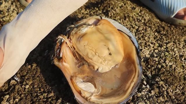 Look how I collect pearls from clams, every white pearl is very beautiful смотреть онлайн