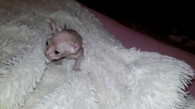 Самый красивый котёнок в мире!!!Аватар смотреть онлайн