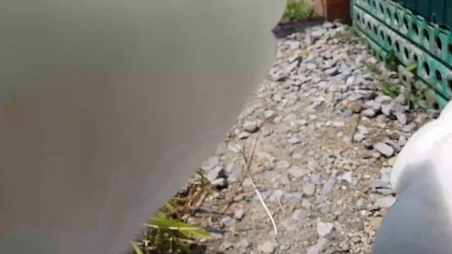 Василиса играет с козой