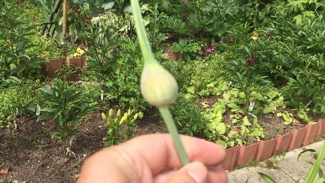 Чеснок от посадки до посадки смотреть онлайн