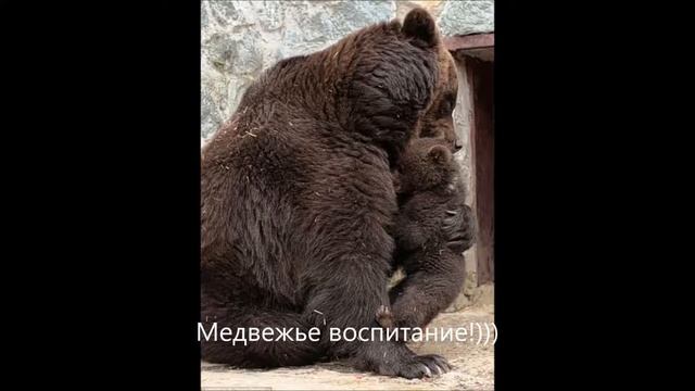 Слава Руси! Медвежье воспитание! смотреть онлайн