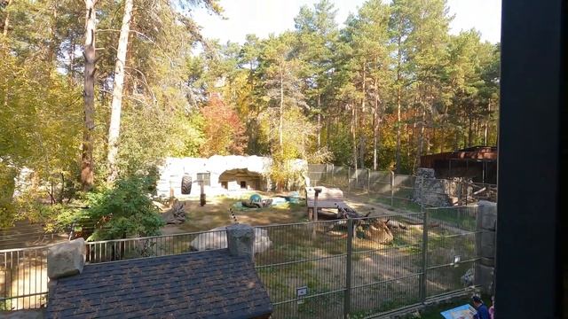 В зоопарке: перевёрнутый дом, медведи, волки и козлы смотреть онлайн