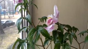 Ну и пион!!! Обман или недоразумение!! Пион, выращенный в горшке на подоконнике, оказался вот чем..