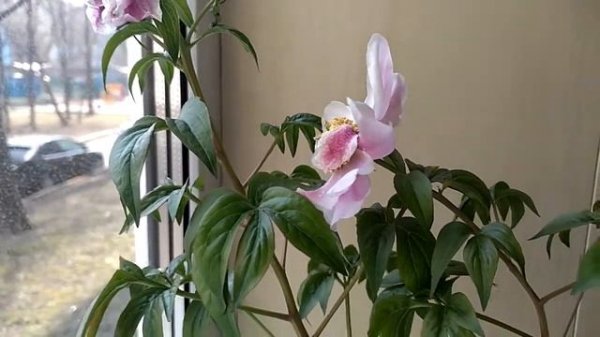 Ну и пион!!! Обман или недоразумение!! Пион, выращенный в горшке на подоконнике, оказался вот чем..