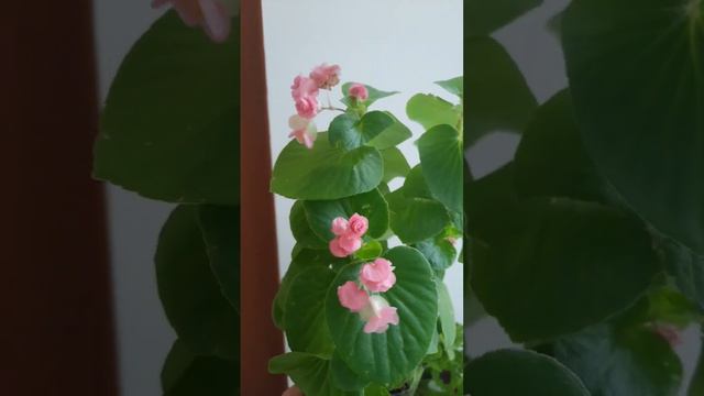 Бегония смотреть онлайн