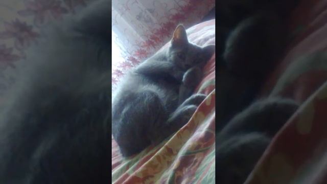 Пуша пуху накидывает! смотреть онлайн