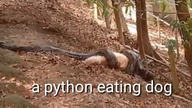 A big python eating dog in the backyards смотреть онлайн