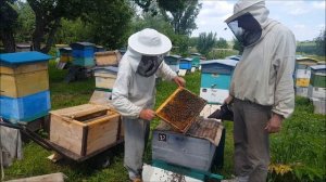 ПЧЕЛОВОДСТВО №15: Подготовка улья к медосбору