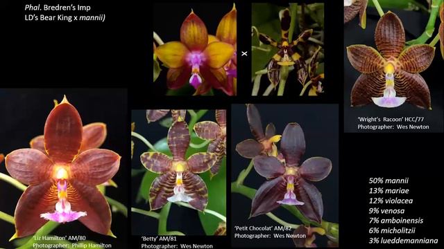 May 2, 2023 SFOS Meeting: David Edgley on “Novelty Phalaenopsis” смотреть онлайн