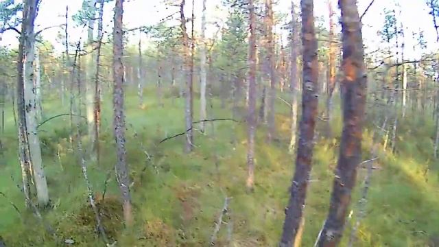 Шушмор. Болото Островское, северная часть смотреть онлайн