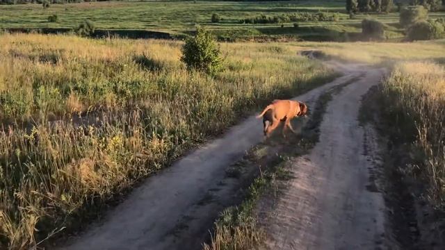 #BULLMASTIFF #Шампиньон Конь-Огонь? смотреть онлайн