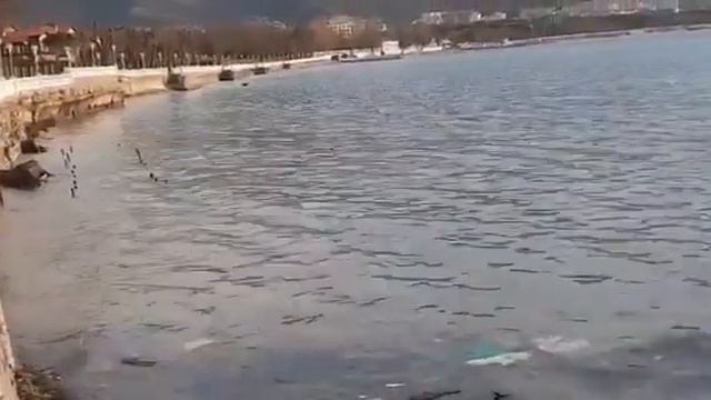 Радужные пятна появились в Геленджикской бухте смотреть онлайн