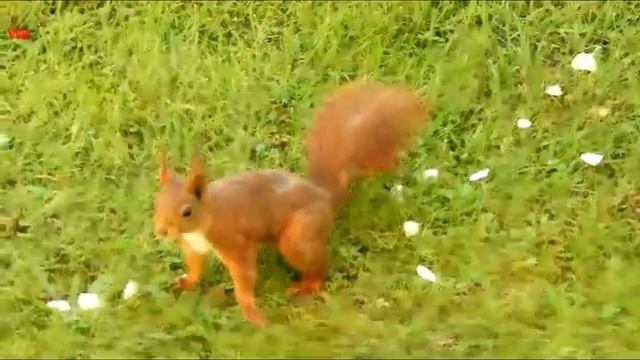 Lyudmila und Sergey Ershov „Rote Eichhörnchen“ смотреть онлайн