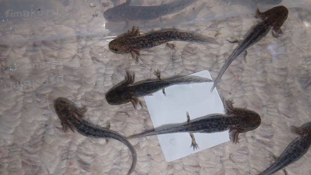 Про плотность посадки аксолотлей