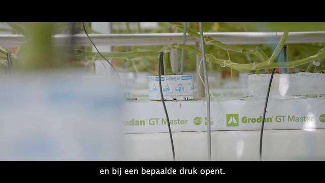 Testimonial van Roy van Vliet van Combivliet over de druppelirrigatie van Netafim Netherlands B.V. смотреть онлайн