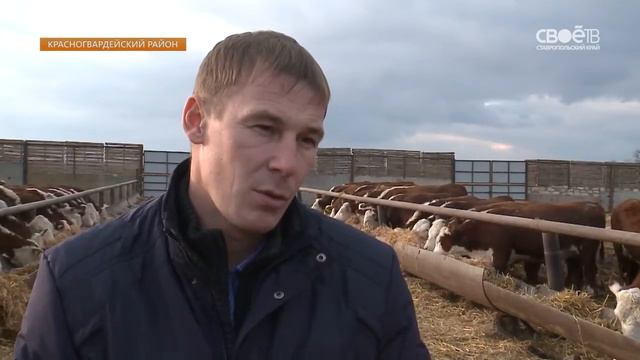 Поддержка ставропольских животноводов увеличилась на 50% смотреть онлайн