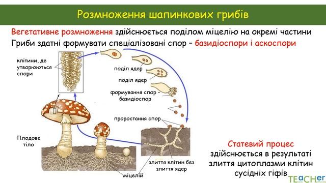 Шапинкові гриби смотреть онлайн