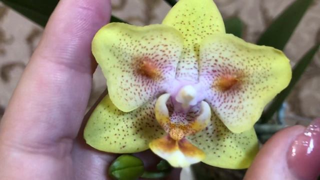 Новинка! Орхидея Green Batmen. Бабочка.Живой мох.