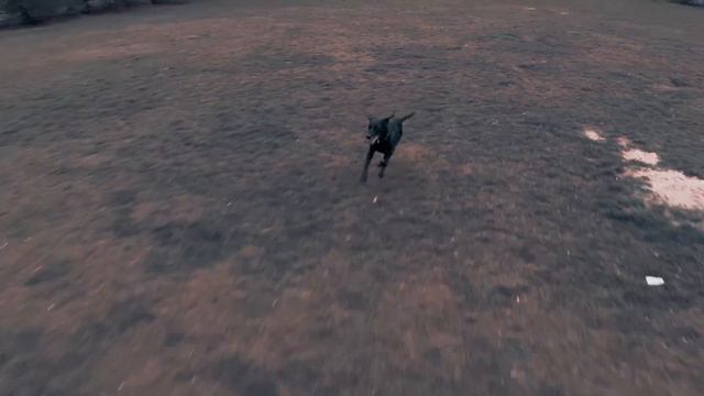 Dogs reacting to Drones смотреть онлайн