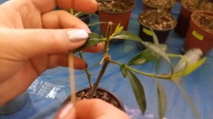 Олеандр. Борьба с вредителями