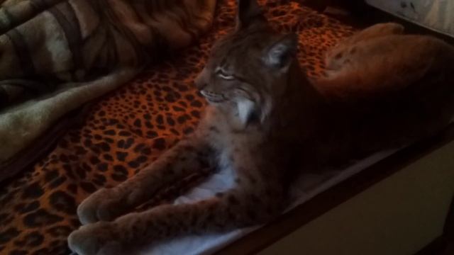 Домашняя рысь...прыгушки