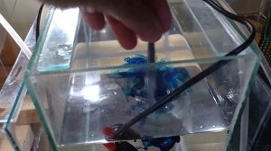 Как разводить тернеций Нерест молодых тернеций Икра Личинка тернеции глофиш