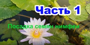Нимфея за 100 дней от семечки до цветка ч.1
