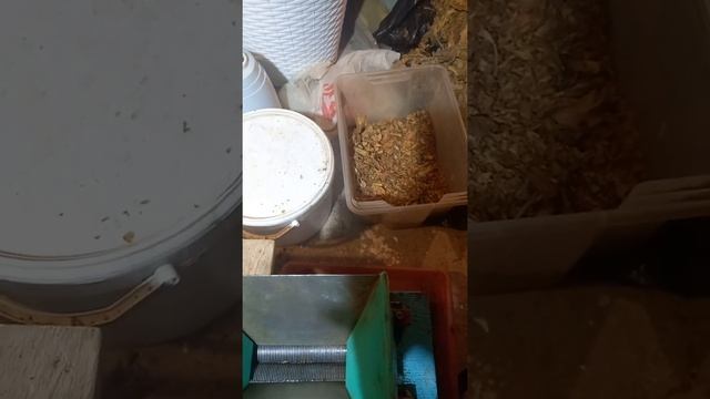 Табакорезка нагайка модернизация . смотреть онлайн