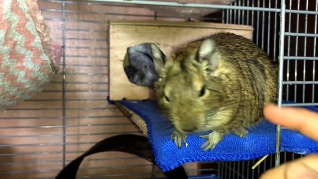 КАК ДЕЛА У МОИХ ПИТОМЦЕВ? Дегу, хомяк, песчанки смотреть онлайн