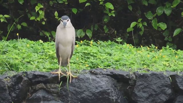 Обыкновенная кваква - Nycticorax nycticorax смотреть онлайн