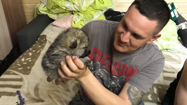 Попал на мошенников. Приехал в Питер в парк волков за щенком смотреть онлайн