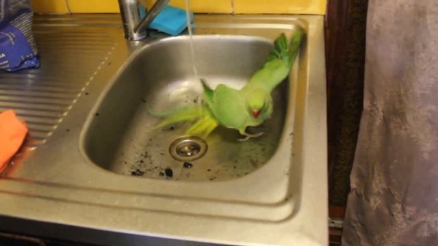 Ожереловые попугаи. Чистоплотный Кеша .Vòng cổ vẹt. Kesha gọn gàng. смотреть онлайн