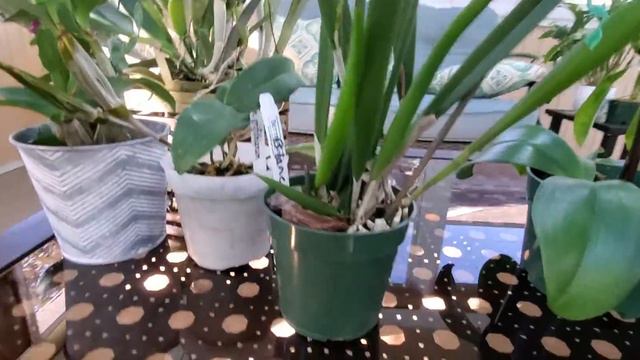 ORQUIDEA MILTONIA Y SUS CUIDADOS смотреть онлайн