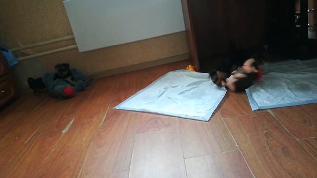 Дети резвятся#йоркширские щенки🐶