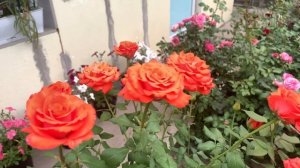 Роза Анжелика ( Rose Angelique ) 2021г. Киев